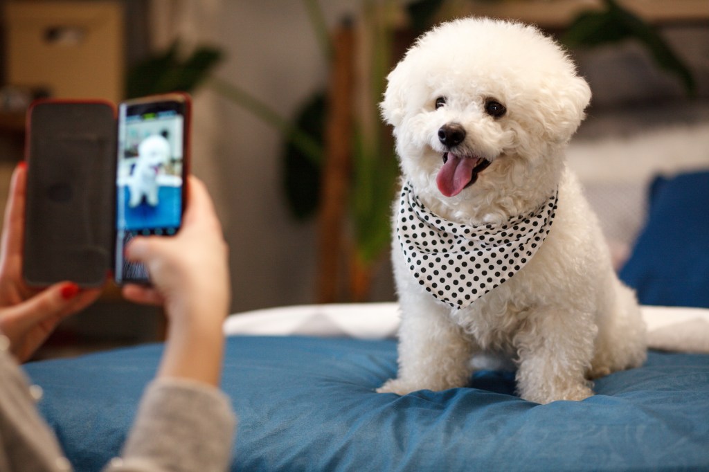 Girl taking photo of her Bichon Frise with smartphone.