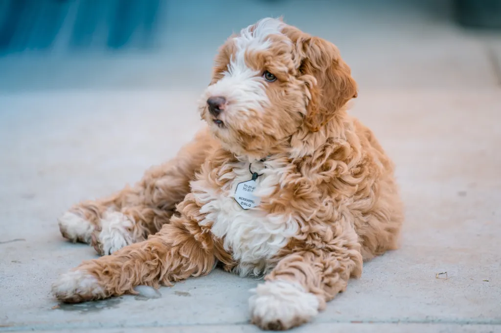 Close-up of Labradoodle puppy relaxing on floor.