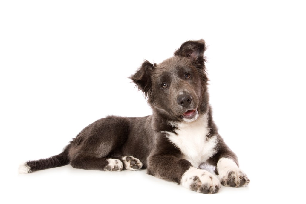 A cute Border Collie pup isolated on white background.