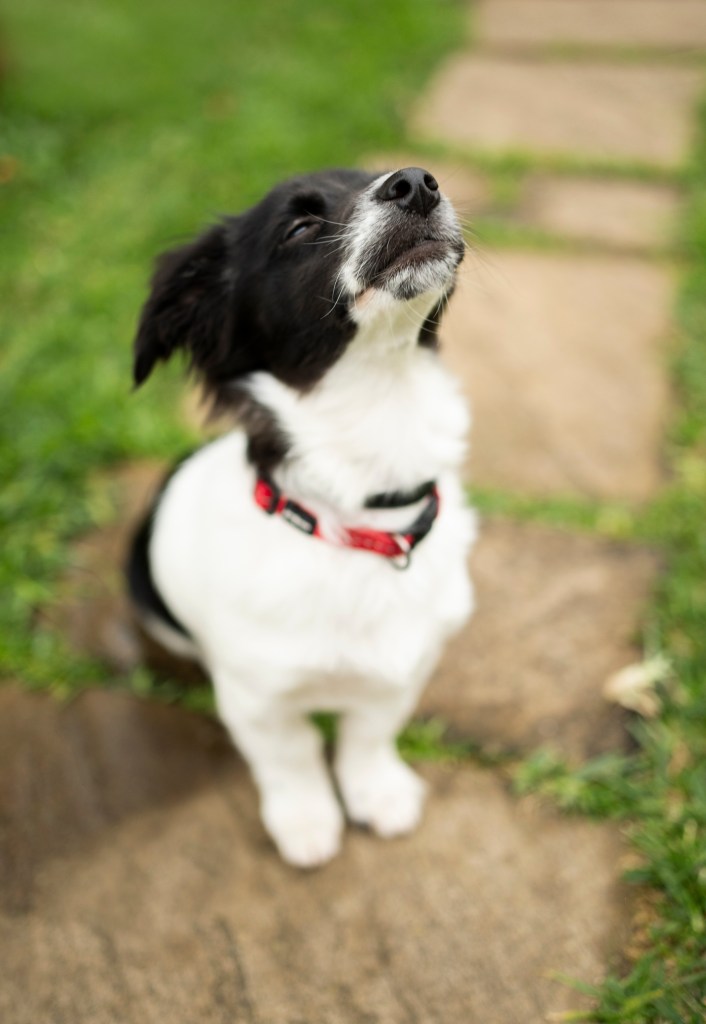 Cute Border Collie puppy sniffing the air outdoors.