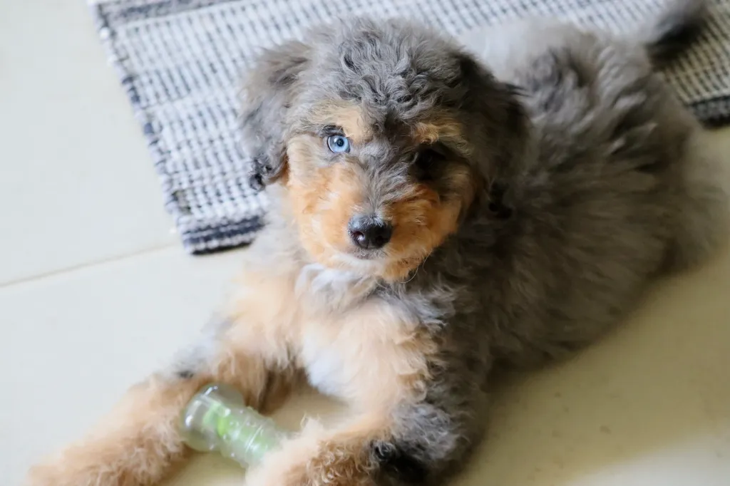 A cute Bernedoodle puppy with one blue eye playing with her bone-shaped toy.