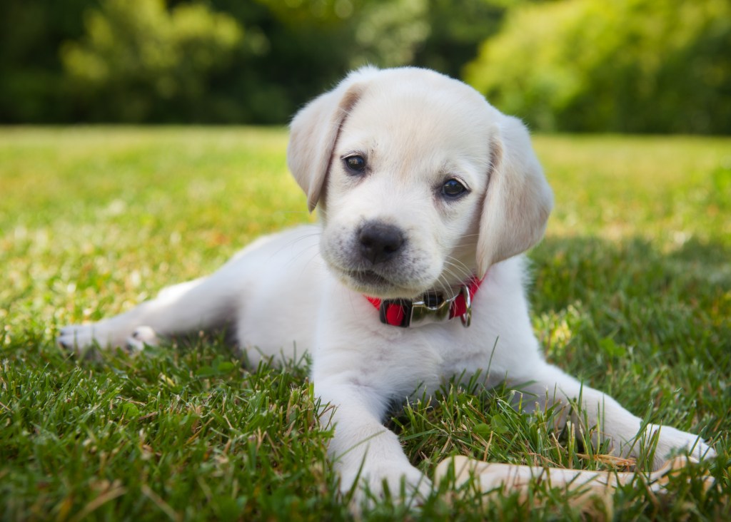 A Yellow Lab puppy outdoors.