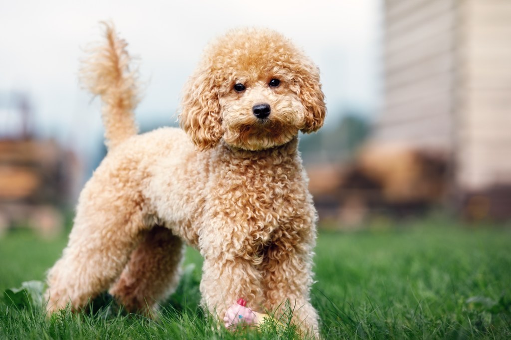 A light brown poodle puppy is standing in the yard.