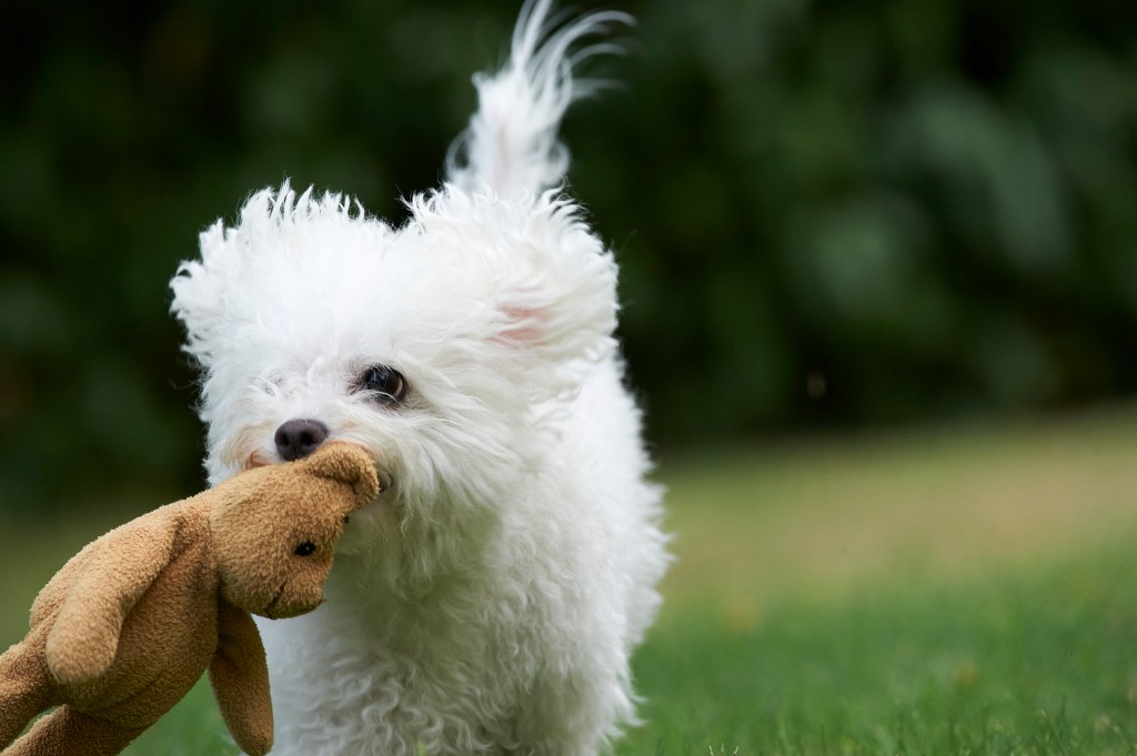 Bolognese puppy playing with teddy bear.