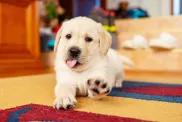 A playful Labrador Retriever puppy.