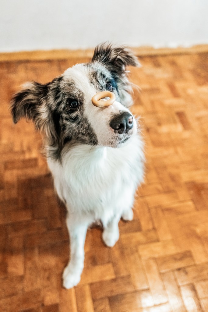 Cute Border Collie pup trains balancing with a yummy on his muzzle.