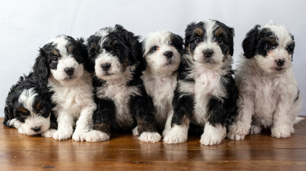 Six adorable, cute Bernedoodle puppies all in a line and smushed together.