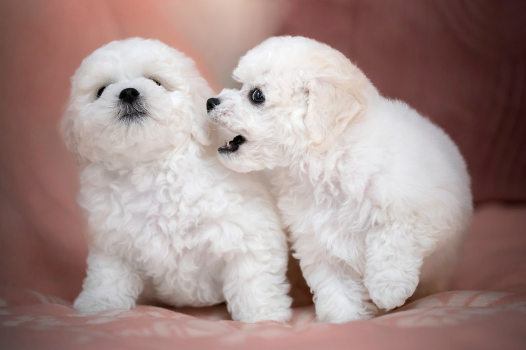 Two Bichon Frise puppies mischievous in bed.