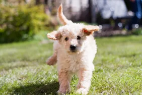 Labradoodle puppy playing outdoors.
