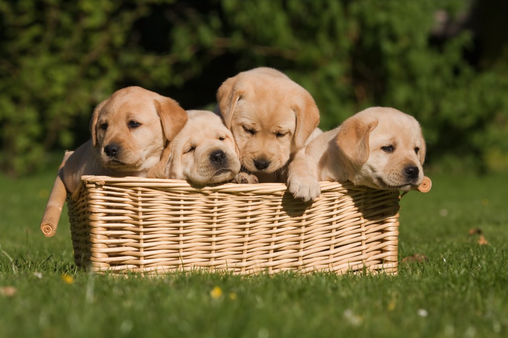 Labrador puppies in a basket.