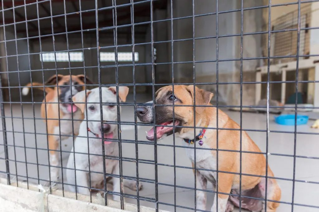 Dogs in a cage. South Korea canine farmers protest dog meat ban.