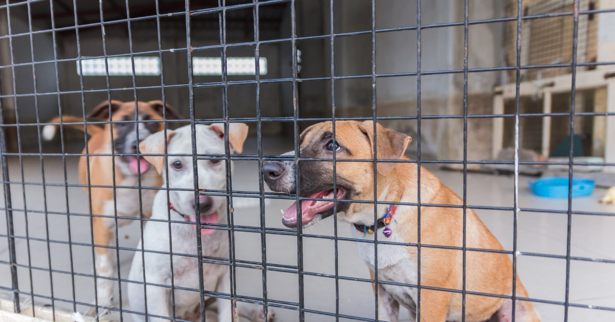 South Korea Farmers Protest Dog Meat Ban