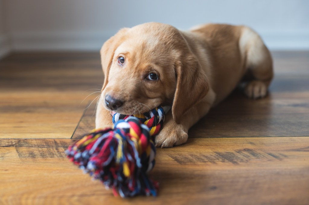 A cute Labrador puppy on the floor playing with a colorful rope toy.
