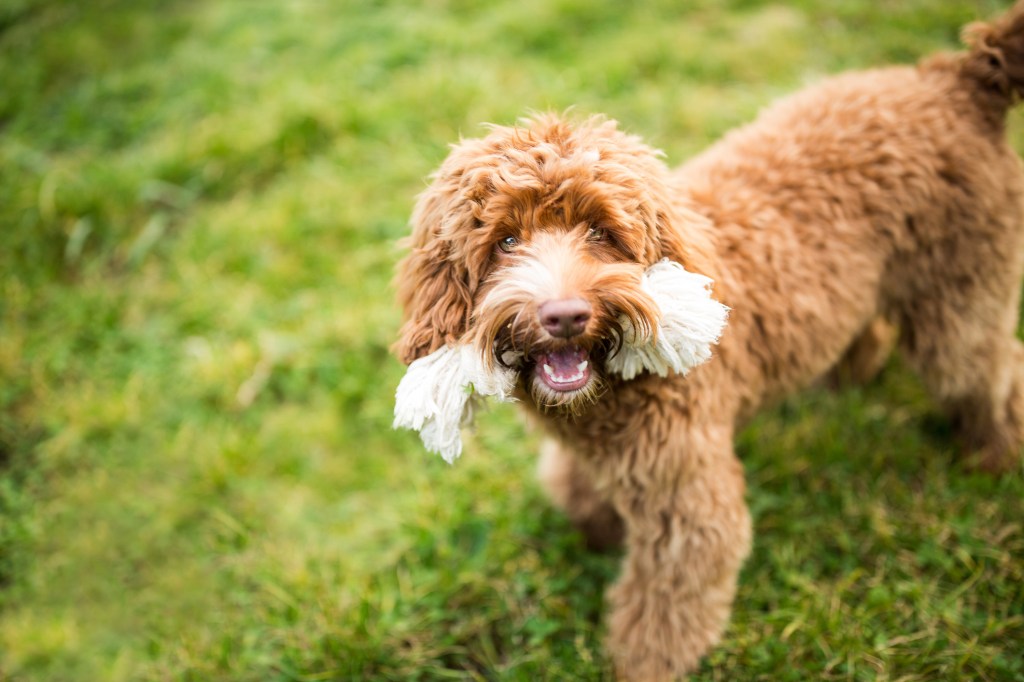 A playful Labradoodle puppy with a rope toy.