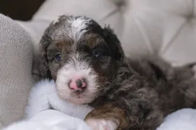 A cute little Bernedoodle puppy laying on a blanket.