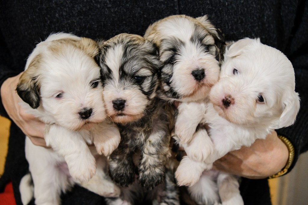 A human holding four Havanese puppies.