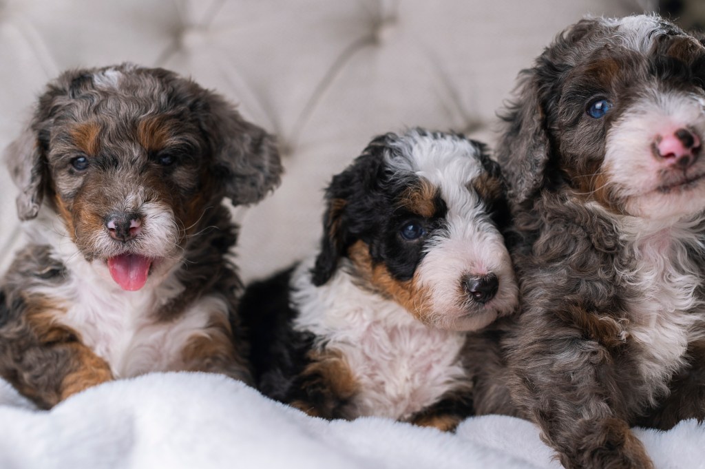 Three cute little Bernedoodle puppies.