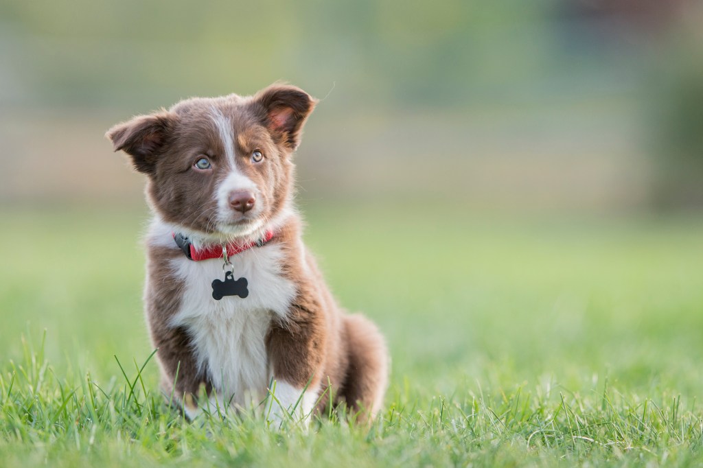 Purebred border sale collie puppies