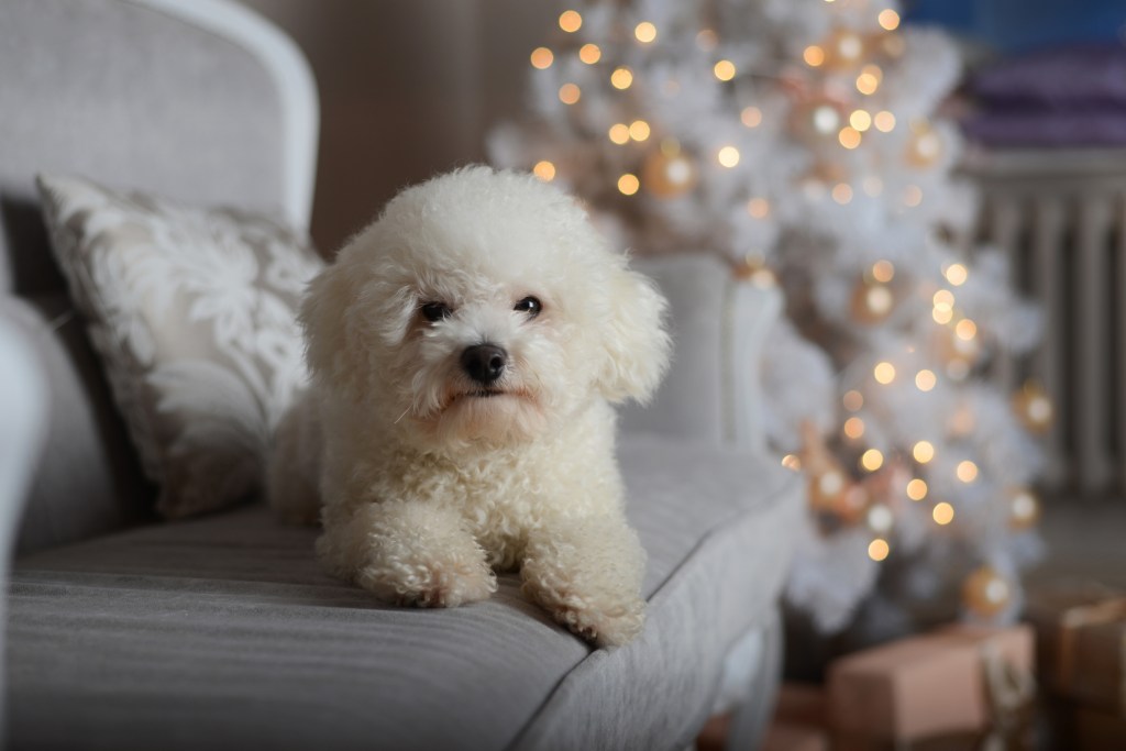 Cutest bichon frise in the sale world