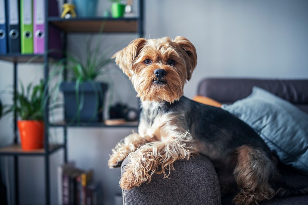 Velcro Dog Breeds Who Are Super Clingy