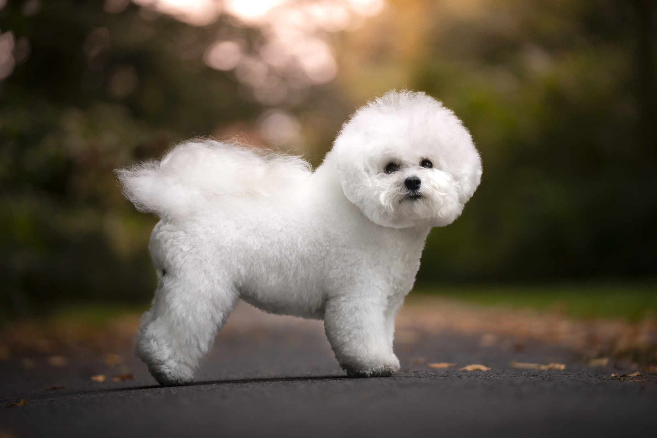 Small Breed Dogs With Low Shedding Coats
