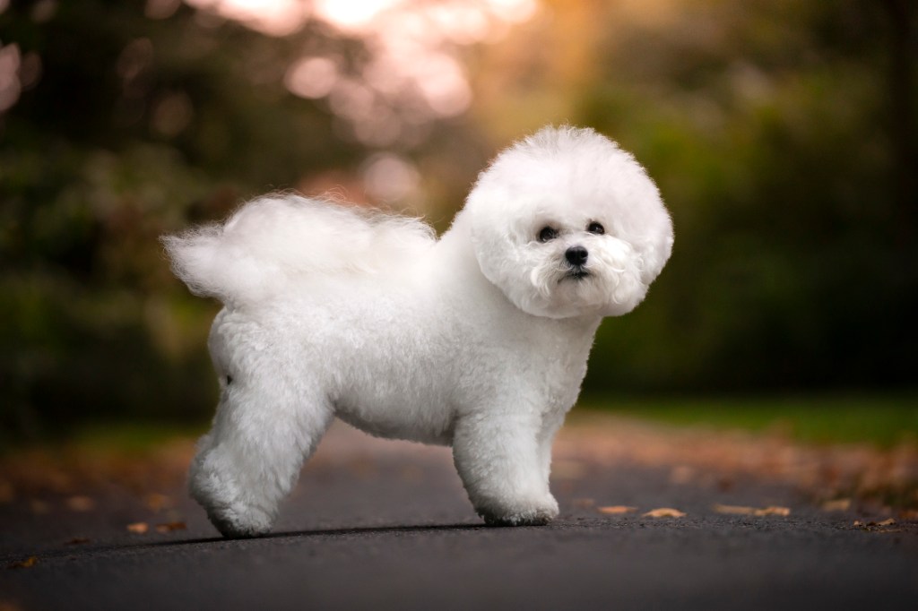 A Bichon Frise dog.