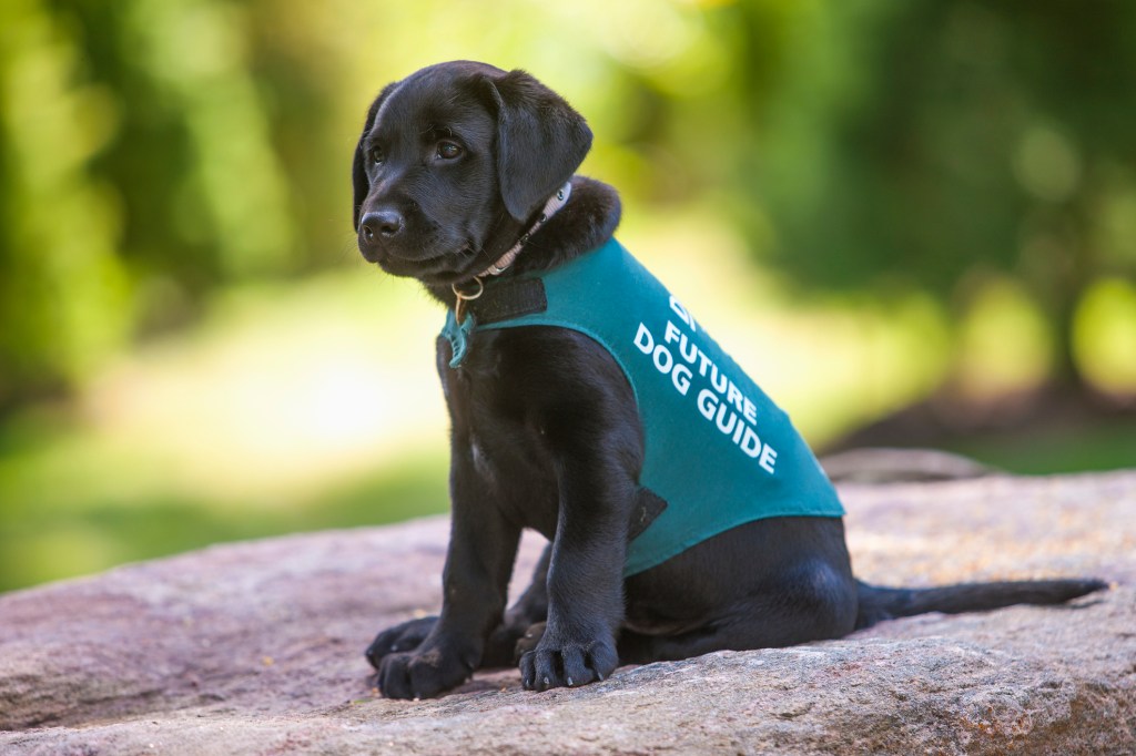 Black Labrador Retriever puppy that will be trained as a dog guide.