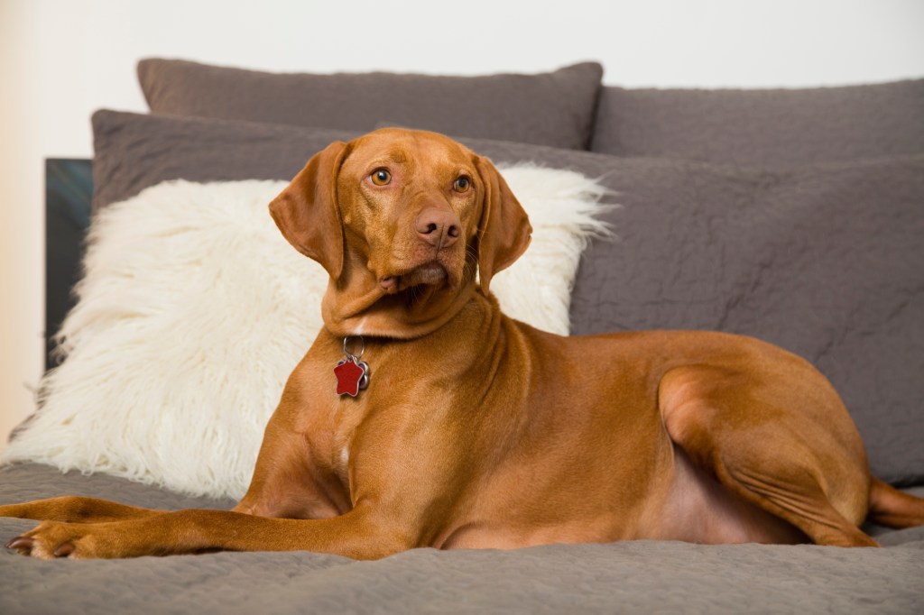 A brown Vizsla dog is lying on the bed.