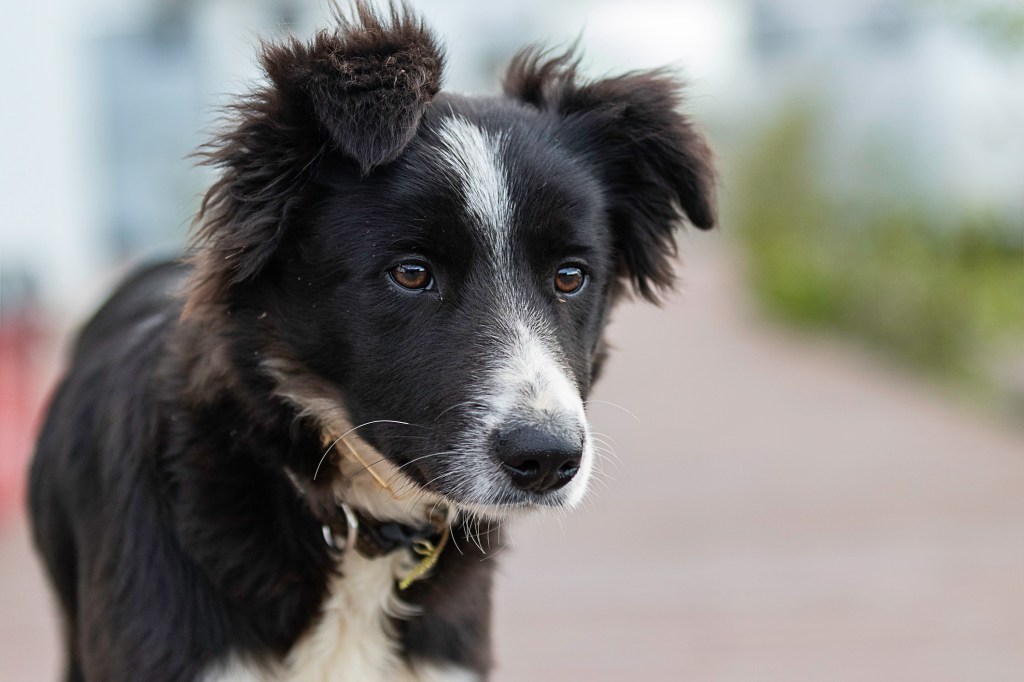 LightningStore Adorable Cute Black and White Border Collie Puppy Dog D