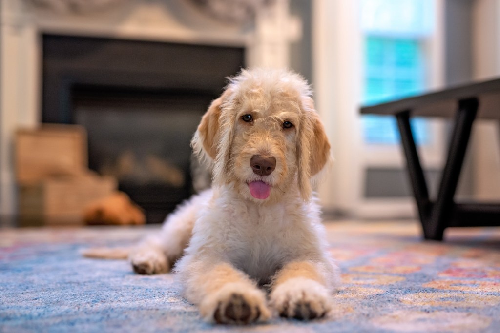 Young yellow and cream Labradoodle laying on a living room rug.