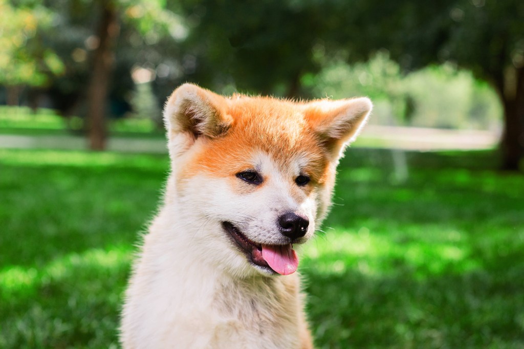 An Akita puppy in the park.