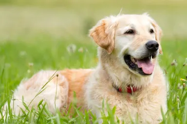 Golden Retriever on a meadow. Life-extension drug for dogs nearing approval by FDA.