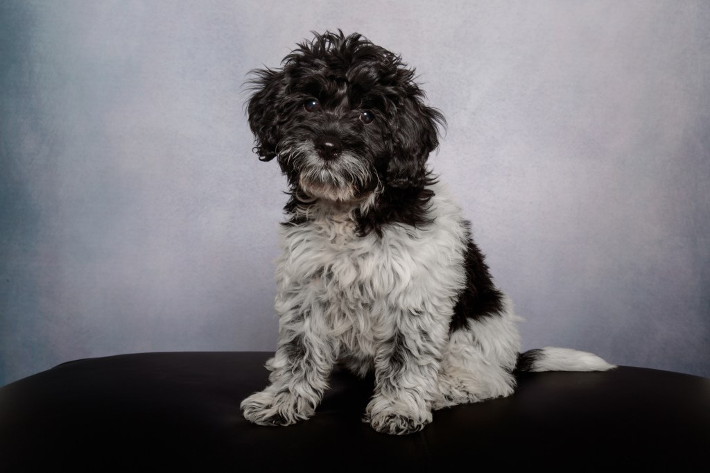 Black and white Labradoodle puppy looking at the camera on a gray background.