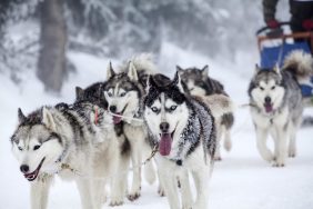 Dog-sledding with Alaskan Huskies. Krabloonik Dog Sledding to rehome 100+ Alaskan Huskies.