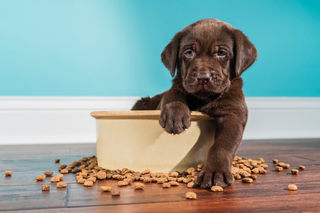 A Chocolate Labrador puppy sitting in a dog bowl.