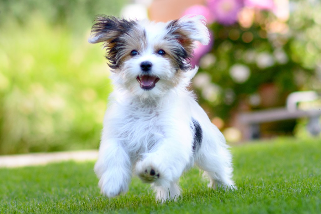 Cute, happy puppy running on grass.