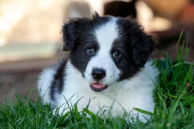 Cute black and white Border Collie puppy on grass.
