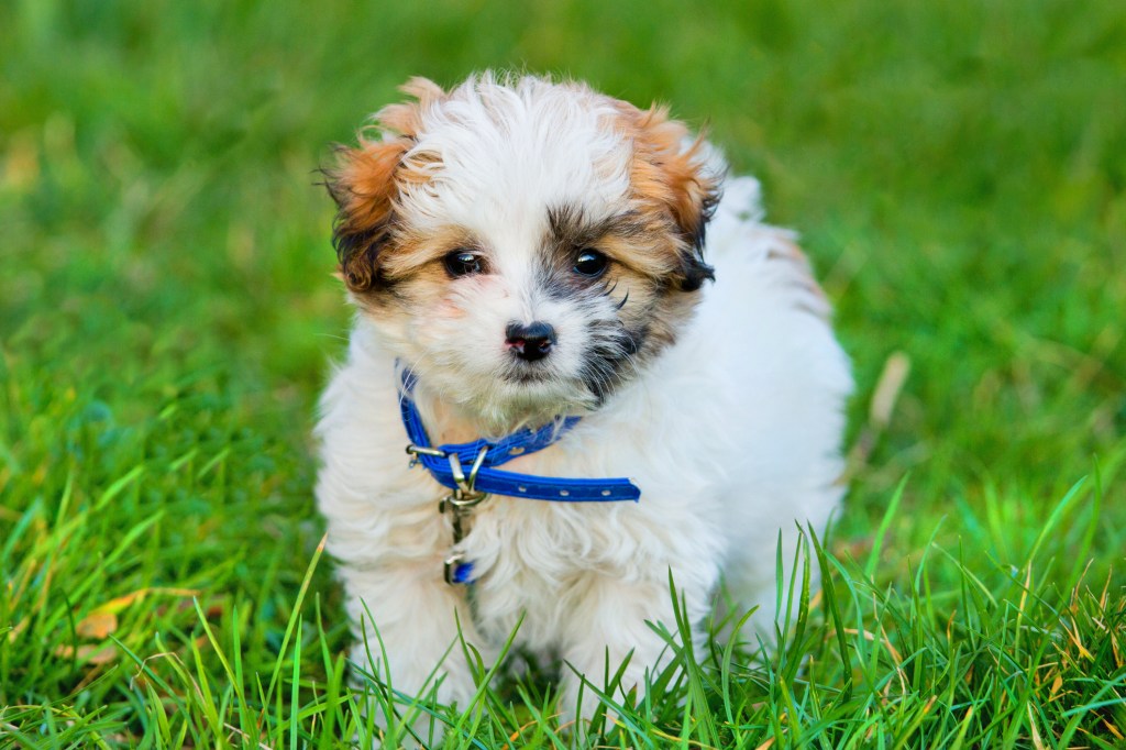 Cutest best sale havanese puppies