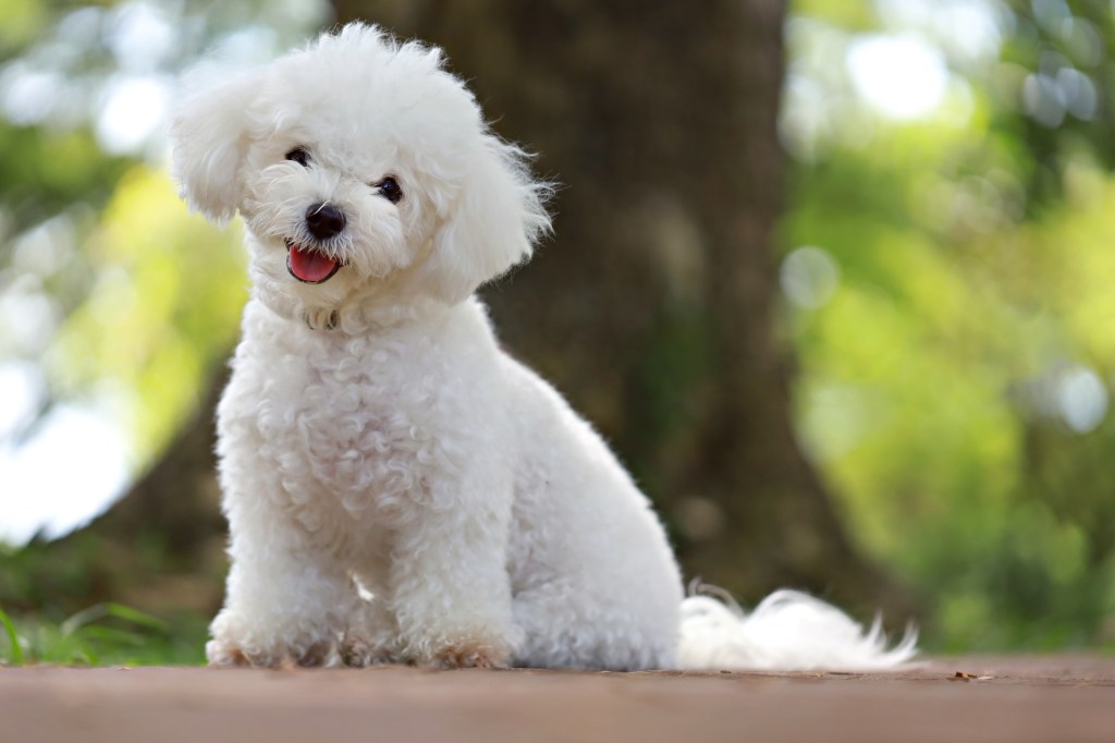 White bichon sale frise