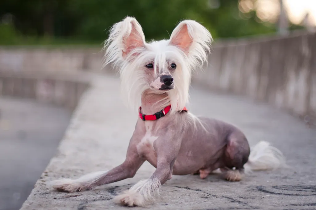 Hairless Chinese Crested dog that doesn’t shed