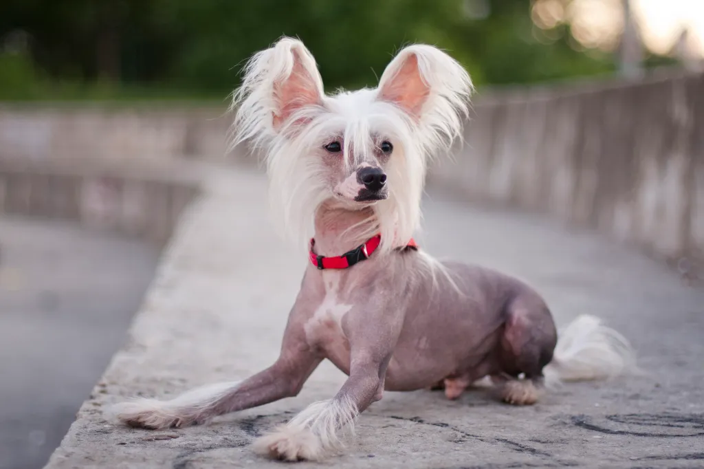 Small dog best sale breeds low shedding