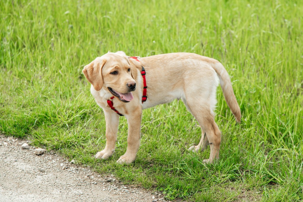 Labrador puppy in a field.