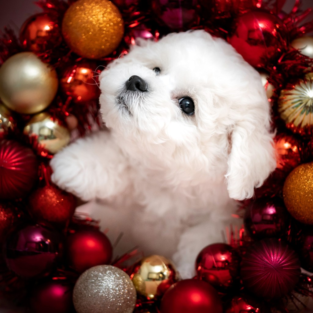 Christmas portrait of a Havanese puppy.