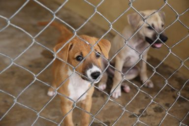 Young dogs at a puppy farm subjected to animal neglect, like those the Mongan brothers harmed.