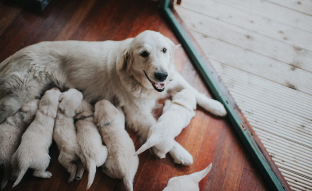 A mother dog breastfeeding her litter, just like the Georgia family's missing dog