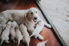 A mother dog breastfeeding her litter, just like the Georgia family's missing dog