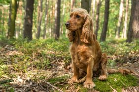 Cocker Spaniel sitting in a forested area, similar to the dog who died from Alabama Rot.