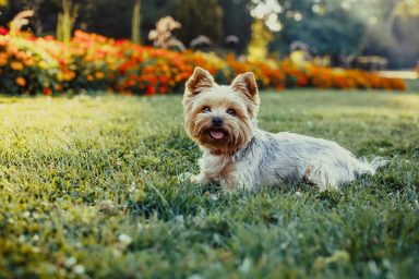 A smiling Yorkie laying on green grass, like the Houston dog that died at pop-up clinic.