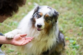 An Australian Shepherd who might be a polydactyly dog.