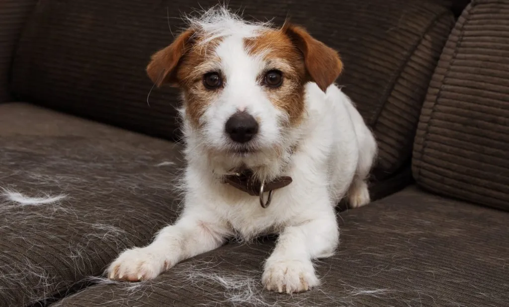 furry jack russell shedding